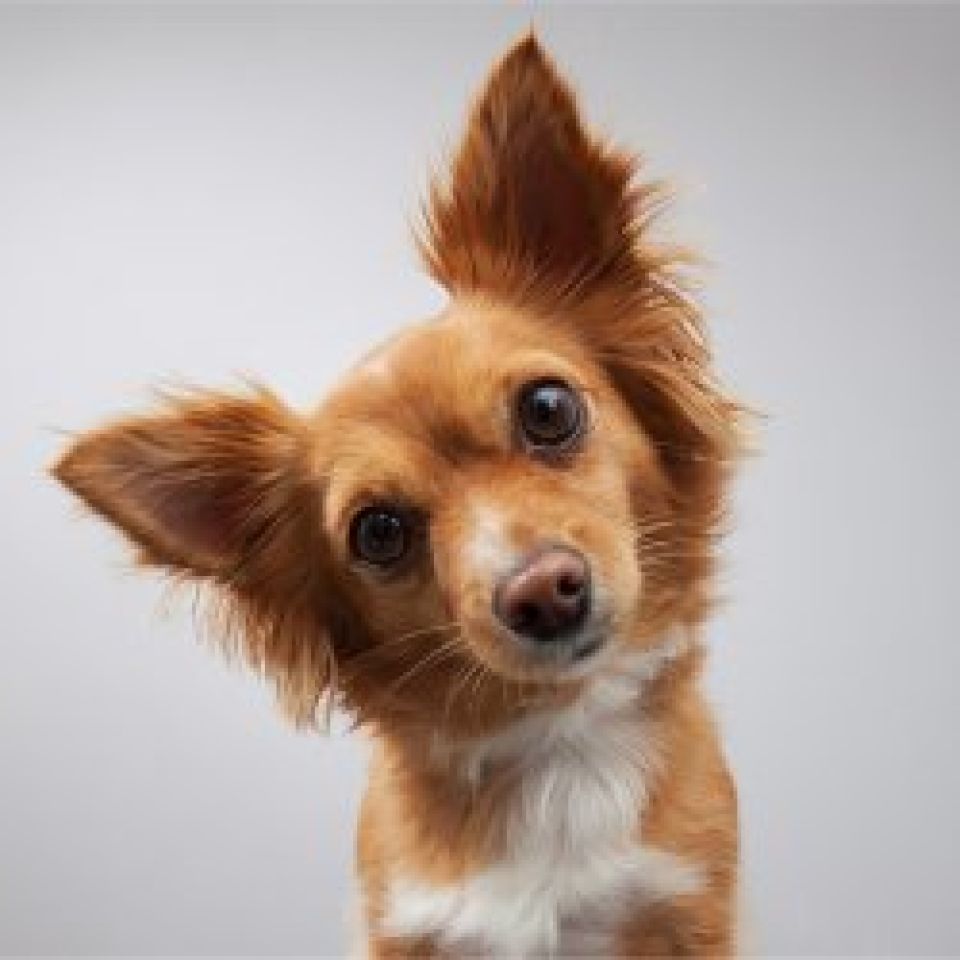 Je oorbewustzijn is een poortwachter