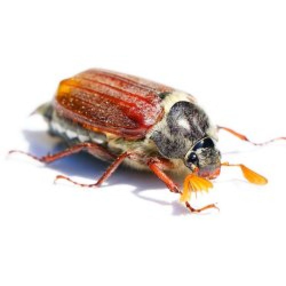 De meikever en de vogel