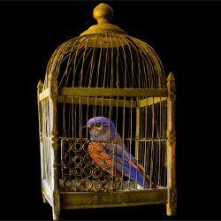 We leven in een (gouden) kooi