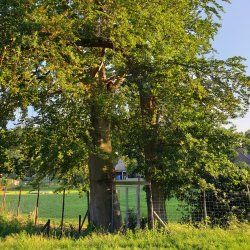 Upeksha-Gelijkmoedigheid