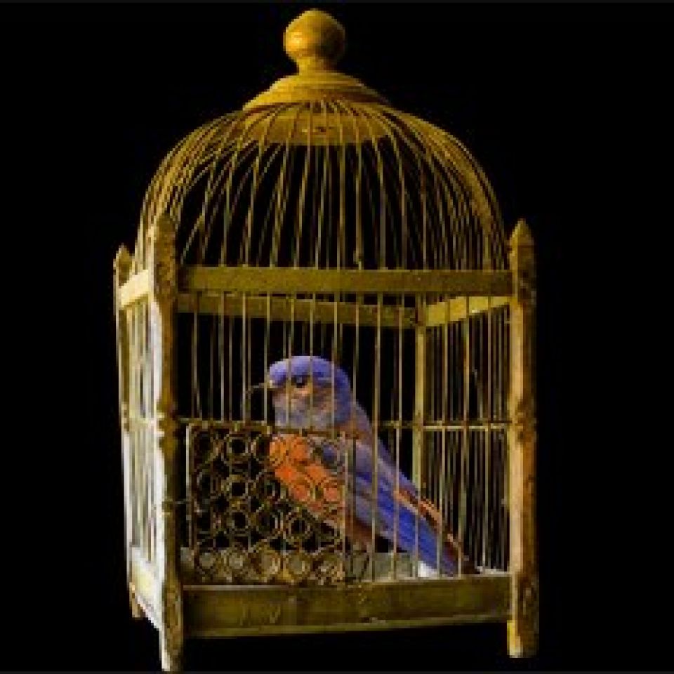We leven in een (gouden) kooi